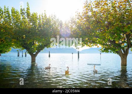 Inundación del Lago Alpino Maggiore con un árbol y cisnes en un día soleado con la montaña en Ascona, Suiza. Foto de stock
