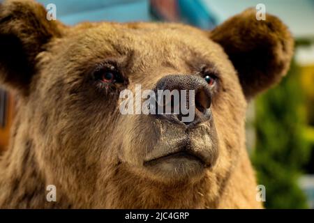 Cabeza de un gran oso de peluche marrón como animal salvaje Foto de stock