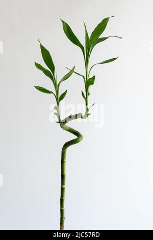 Espiral de bambú afortunado (Dracaena sanderiana) sobre un fondo blanco. Planta decorativa utilizada en casa y en la oficina. Foto de stock