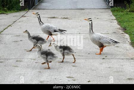 El ganso familiar cruza el camino peatonal. Padre, madre y tres goslings. Se trata de gansos con cabeza de barra. Proceden originalmente de la India. Foto de stock