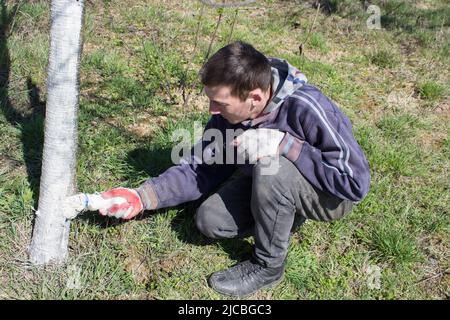 Encalar árboles frutales en primavera. Cuidado del jardín. La mano con un  cepillo pinta un árbol para protegerlo de insectos dañinos. Control de  plagas Fotografía de stock - Alamy