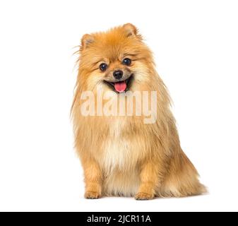 Perro Pomeranian rojo dando jadeo y sentado en frente, aislado en blanco Foto de stock