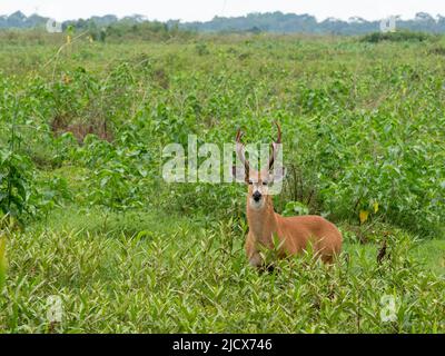 Ciervo adulto del pantano (Blastocerus dicotomus), pastando en Pouso Allegre, Mato Grosso, Pantanal, Brasil, Sudamérica Foto de stock