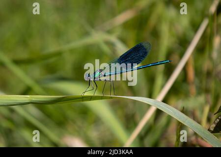 La libélula azul con hermosos colores azules metálicos fotografiados en una hoja de hierba en primer plano. Foto de stock