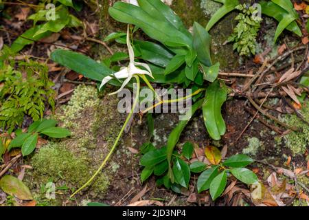 Darwin la orquídea, orquídea de navidad, Estrella de Belén orchid o rey de  los Angraecums (Angraecum sesquipedale), orquídea en el Fotografía de stock  - Alamy