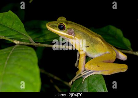 Stream Frog (Hylarana raniceps), con respaldo de jade, del Parque Nacional Kuban, Sarawak, Borneo