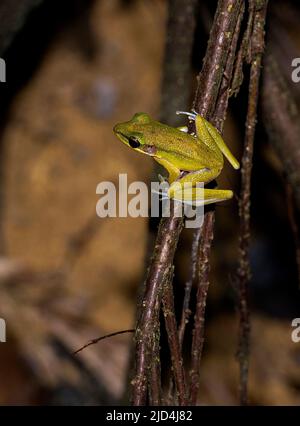 Stream Frog (Hylarana raniceps), con respaldo de jade, del Parque Nacional Kuban, Sarawak, Borneo