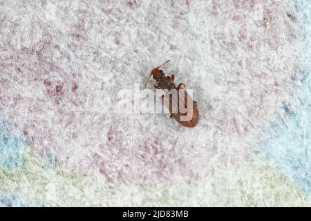 Pequeño escarabajo marrón de la carroñera minuto Latridiidae en el papel. Gran ampliación. Foto de stock