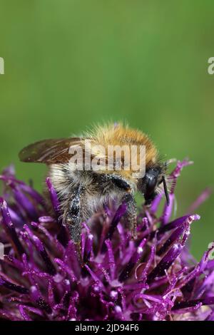 Común Carder Bee Bombus pascuorum Foto de stock