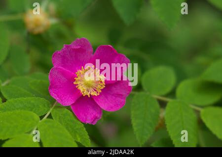 Nootka rosa o rosa silvestre (rosa nutkana) también rosa ártica (rosa acicularis) en Alaska Foto de stock