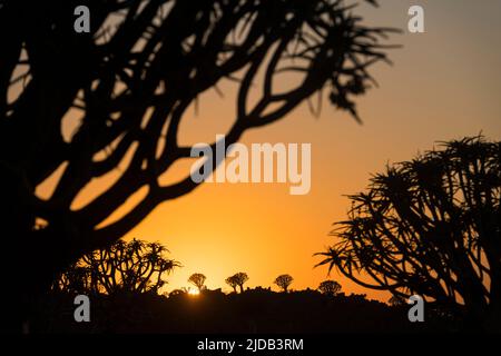 Amanecer en el bosque arbolado con silueta de arbolitos (Aloidendron dichotomum) y amanecer dorado, cerca de Keetmanshoop; Región de ǁKaras, Namibia Foto de stock