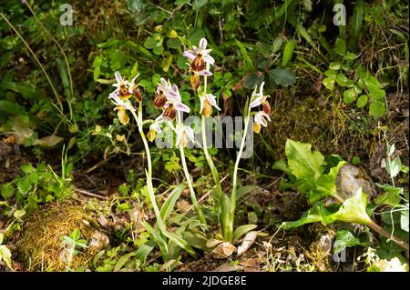 Orquídeas lycia, Ophrys lycia, Kas Antalya Turquía, en peligro crítico de extinción Foto de stock