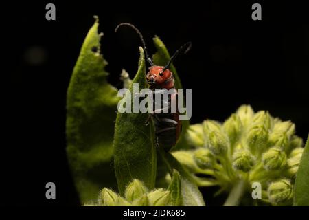 Un escarabajo rojo de algodoncillo cuelga en una planta de algodoncillo. Foto de stock