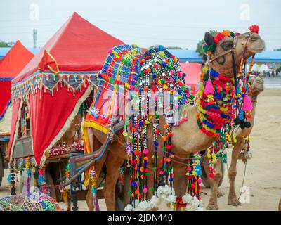 Carro de Camel decorado en la ciudad india del desierto pushkar para los turistas y los viajeros. Foto de stock