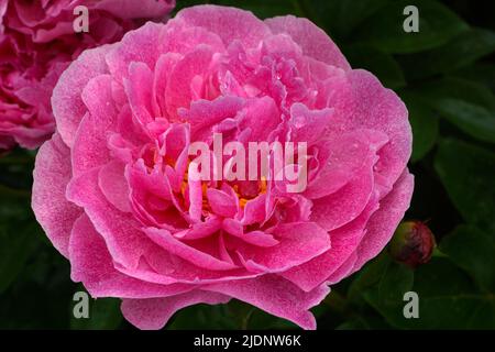 Peony el Fawn. Flor de peonías rosa doble. Paeonia lactiflora