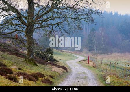 Vista del paisaje de una carretera de campo que conduce a un bosque denso y brumoso y bosques por la mañana en Noruega. Largo camino de suciedad sinuoso en un país remoto Foto de stock