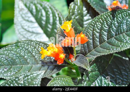 Begonia o Begonia grande o Begonia maculata ,planta de Begonia grande  Fotografía de stock - Alamy