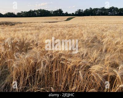 campos de trigo maduro en la campaña francesa 2022