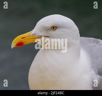 Adulto Herring Gull Larus argentatus primer plano mirando directamente a la cámara Foto de stock