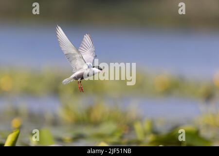 Whiskered tern Chlidonias hybrida, verano plumaje adulto volando, Delta del Danubio, Rumania, junio Foto de stock