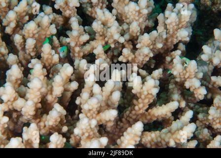 Coral duro Acropora digitifera, Acroporidae, Sharm el Sheikh, Mar Rojo, Egipto Foto de stock
