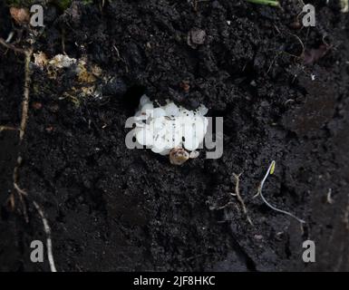 Cornu Aspersum o hélice aspersa Huevos de caracol de jardín puestos en la olla de la planta con Hosta Foto de stock