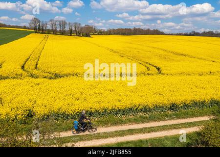 Francia, Charente, ciclista en la Coulée d'Oc (parte de la ruta ciclista La Flow Vélo) bordeando un campo de colza en flor entre los pueblos de Feuillade y Marthon (vista aérea) Foto de stock