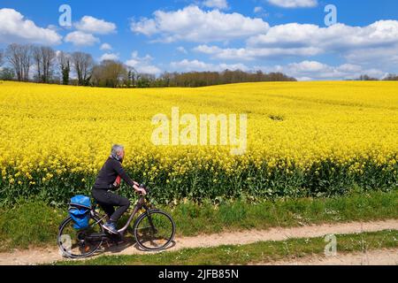 Francia, Charente, ciclista en la Coulée d'Oc (parte de la ruta ciclista La Flow Vélo) bordeando un campo de colza en flor entre los pueblos de Feuillade y Marthon Foto de stock