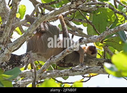 La percha de dos dedos de Hoffmann (Choloepus hoffmanni hoffmanni) adulto durmiendo en el árbol de Costa Rica Marzo Foto de stock