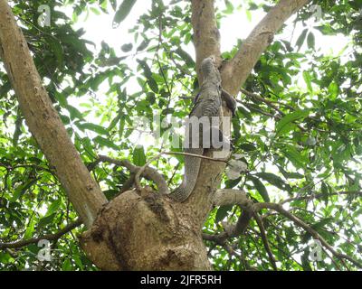 Monitor de agua asiático o Varanus salvador en árbol en bosque, patrones de círculo amarillo y líneas en la piel negra de reptil en Tailandia Foto de stock