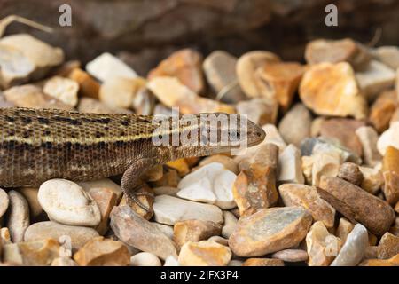 Un lagarto viviparo, o lagarto común, Zootoca vivipara, antiguamente Lacerta vivipara, cazando sobre un lecho de grava. Foto de stock