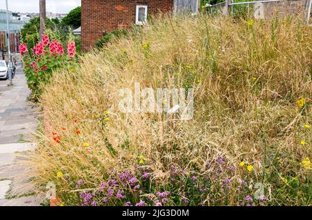 Una de las áreas de vida salvaje en Brighton y Hove con la hierba y las flores silvestres incluyendo hollyhocks siendo permitido crecer por el ayuntamiento , Sussex , Inglaterra , Reino Unido Foto de stock