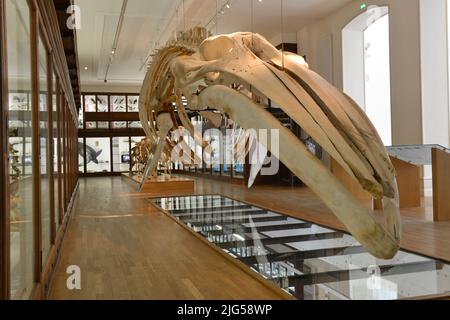 Esqueleto de ballena en el museo de historia natural de Nantes, Francia Foto de stock