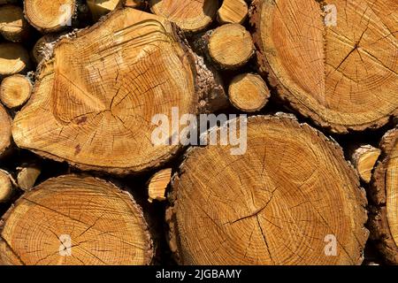 Leña apilada de alerces con diferentes diámetros de ramas y troncos de árboles, Valais, Suiza Foto de stock