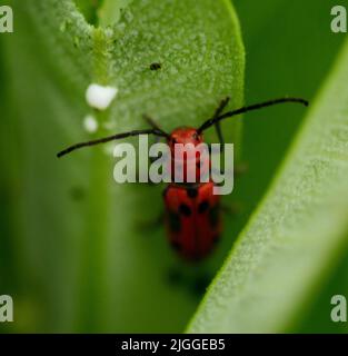 Primer plano de un escarabajo rojo ( Tetraopes tetrophthalmus) en una hoja de almeja. Foto de stock