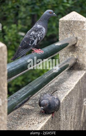 Un par de palomas en el pasadizo, Tailandia Foto de stock