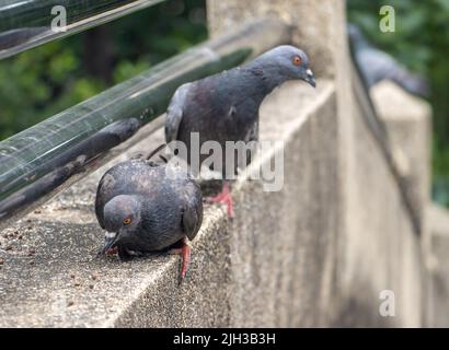 Un par de palomas en el pasadizo, Tailandia Foto de stock