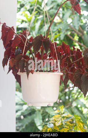 Begonia de hojas de fantasía fotografías e imágenes de alta resolución -  Alamy