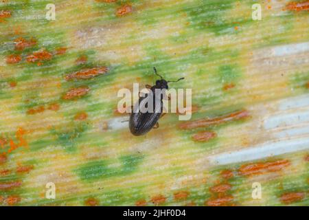 Minúsculo escarabajo moreno Latridiidae sobre una hoja de trigo con roya. Gran aumento. Foto de stock