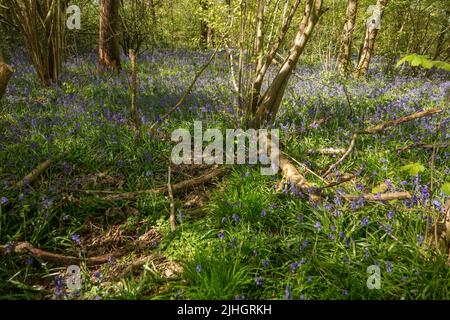 Impresionante bosque de Bluebell Inglés paisaje en primavera sol Foto de stock