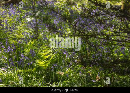 Impresionante bosque de Bluebell Inglés paisaje en primavera sol Foto de stock