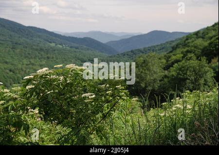 Yarrow (Achillea millefolium) y las montañas Blue Ridge desde el sendero de los Apalaches, Carolina del Norte Foto de stock
