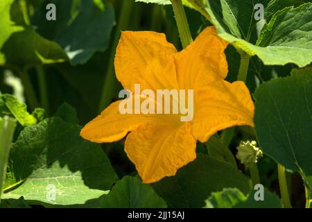 Sola flor macho grande de una planta de calabacín