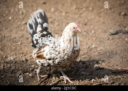 Stoapiperl gallina. El Stoapiperl / Steinhendl es una raza de pollo austriaco en peligro de extinción Foto de stock
