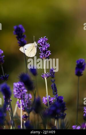 Una pequeña mariposa blanca femenina, rapae de la togeia, se alimenta de una flor púrpura de la lavanda, con fondo verde borroso Foto de stock