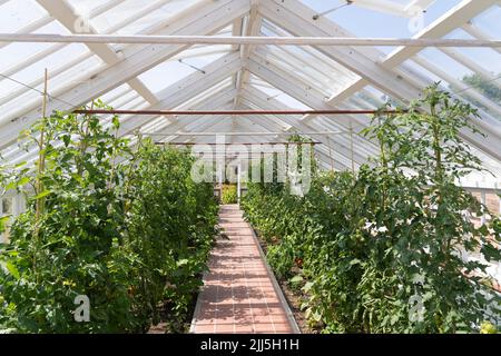 Invernadero blanco de madera con plantas de tomate creciendo en los históricos jardines amurallados georgianos de Croome Court, Worcestershire, Reino Unido Foto de stock
