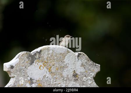 Moscicapa striata, adulto encaramado en lápida con insectos que vuelan alrededor de ella, Suffolk, Inglaterra, julio Foto de stock