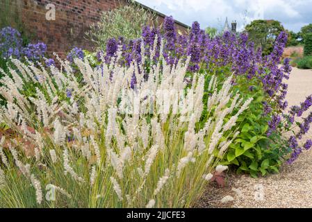 Melica Ciliata (Silky Spike Melic) hierba ornamental en un borde herbáceo en un jardín inglés. Foto de stock