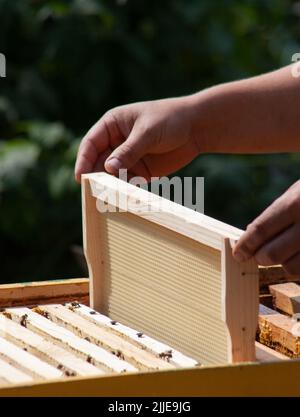 Instalación de un nuevo marco con cera en la colmena. Manos de un apicultor mientras trabaja en un apiario con abejas Foto de stock