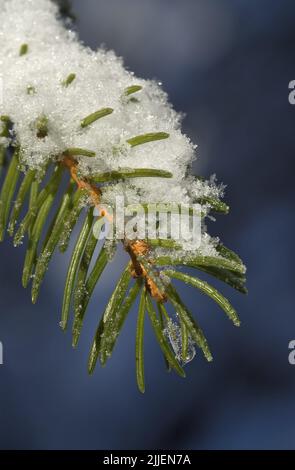 Abeto noruego (Picea abies), ramita cubierta de nieve, Suiza Foto de stock